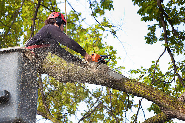 How Our Tree Care Process Works  in  Fairfield Beach, OH